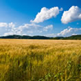 campo di grano full hd